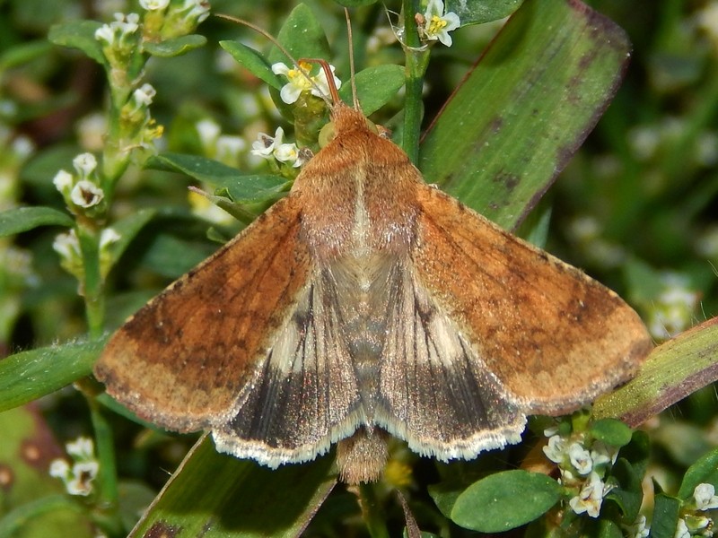 Aiuto ID: Helicoverpa armigera - Noctuidae